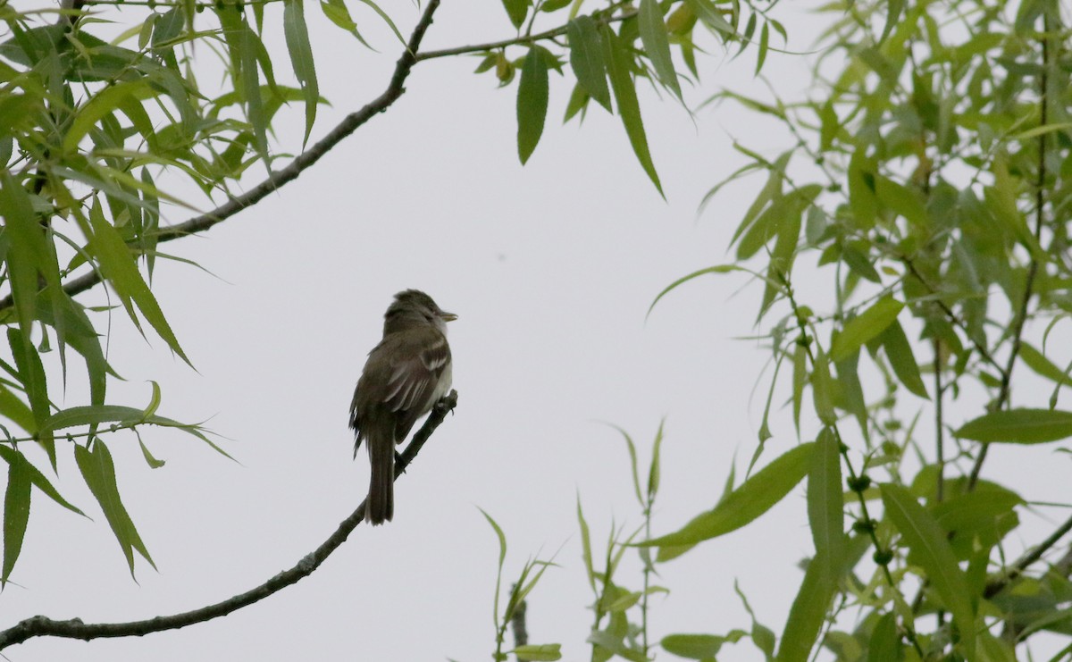 Alder/Willow Flycatcher (Traill's Flycatcher) - ML63077961