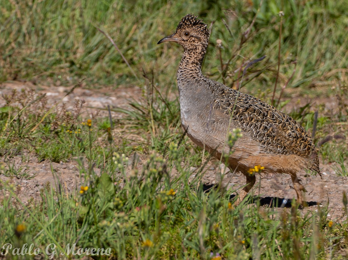 Ornate Tinamou - Pablo Moreno