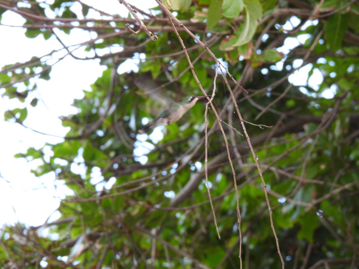 Canivet's Emerald (Canivet's) - ML630779747