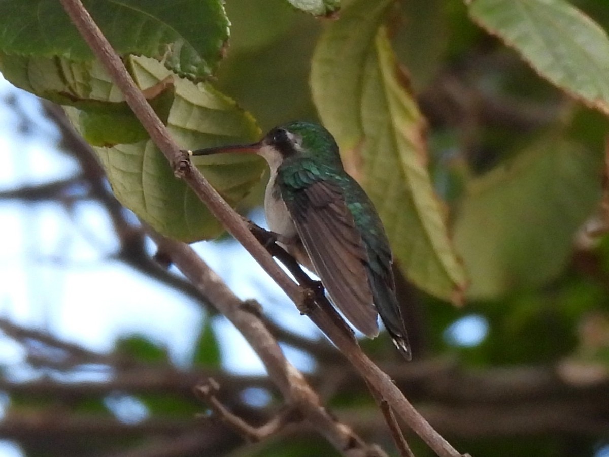 Canivet's Emerald (Canivet's) - ML630779750