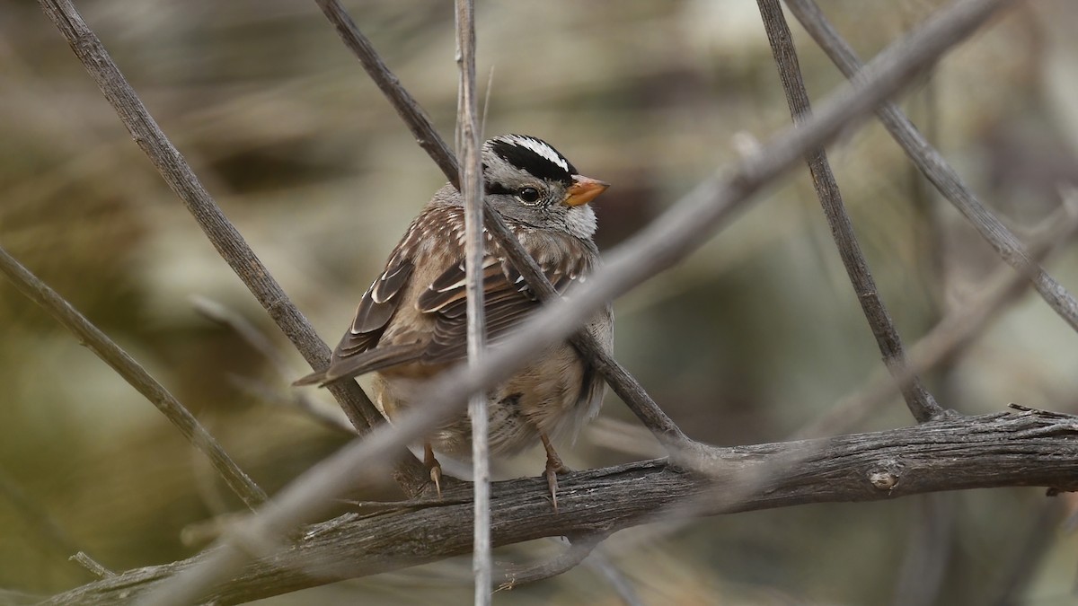 White-crowned Sparrow - ML630779773