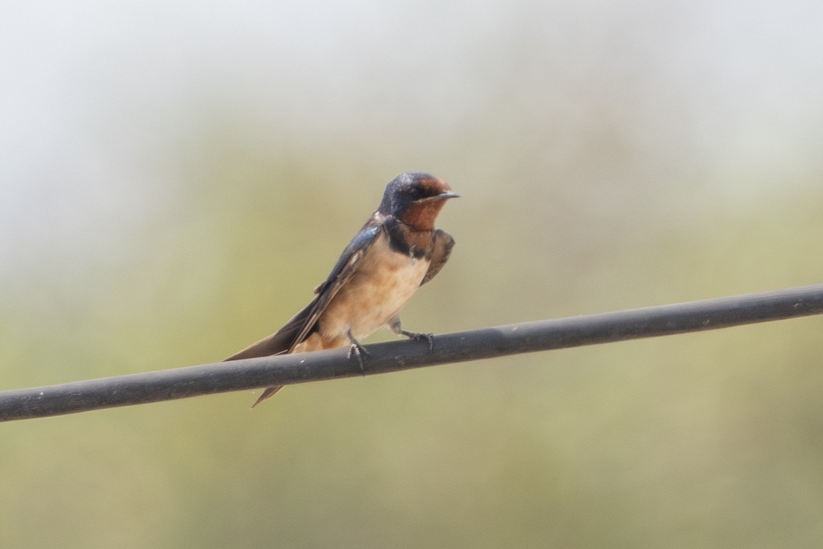 Barn Swallow (Buff-bellied) - ML630779793