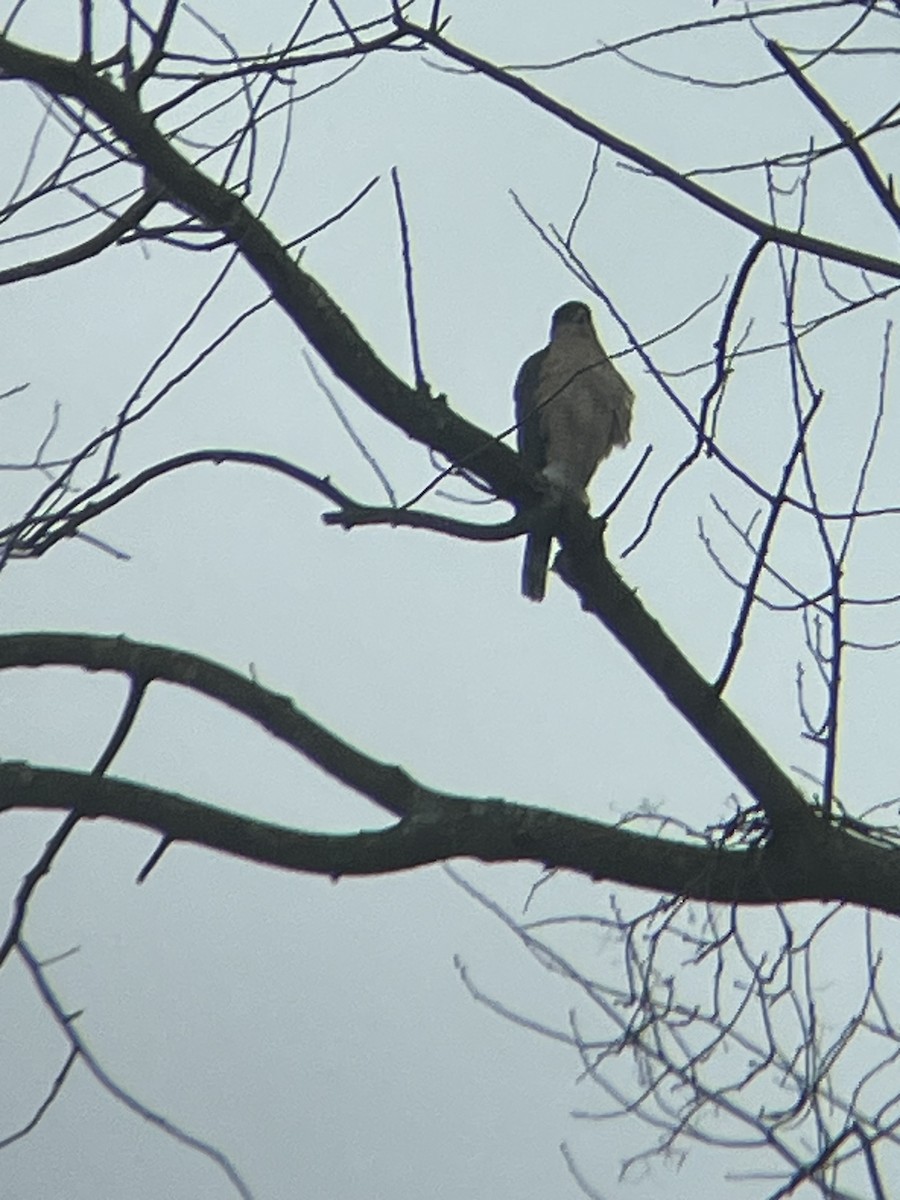 Cooper's Hawk - ML630779815