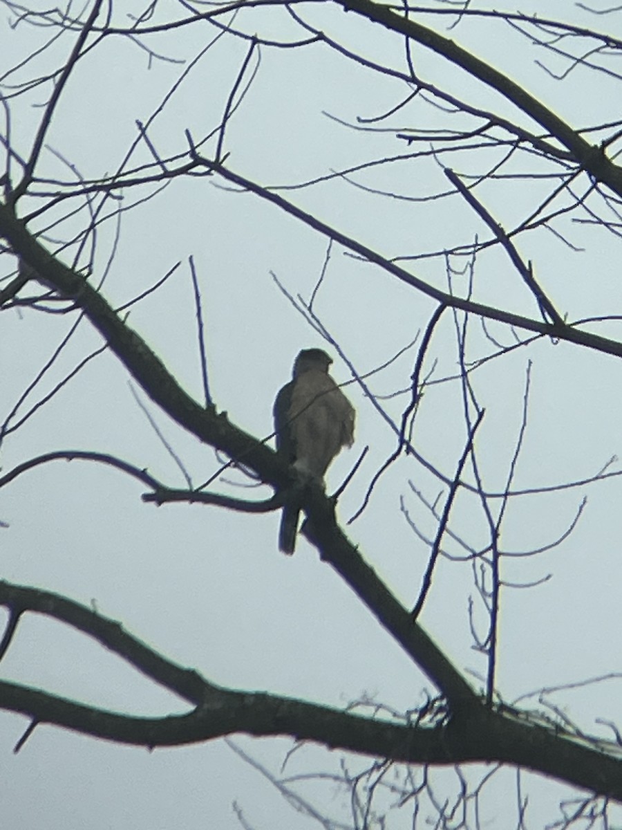 Cooper's Hawk - ML630779816