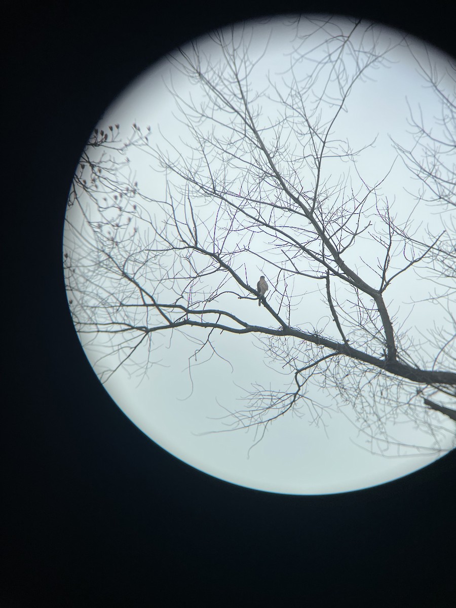 Cooper's Hawk - ML630779817