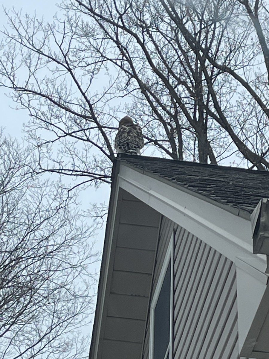 Red-shouldered Hawk - ML630779833