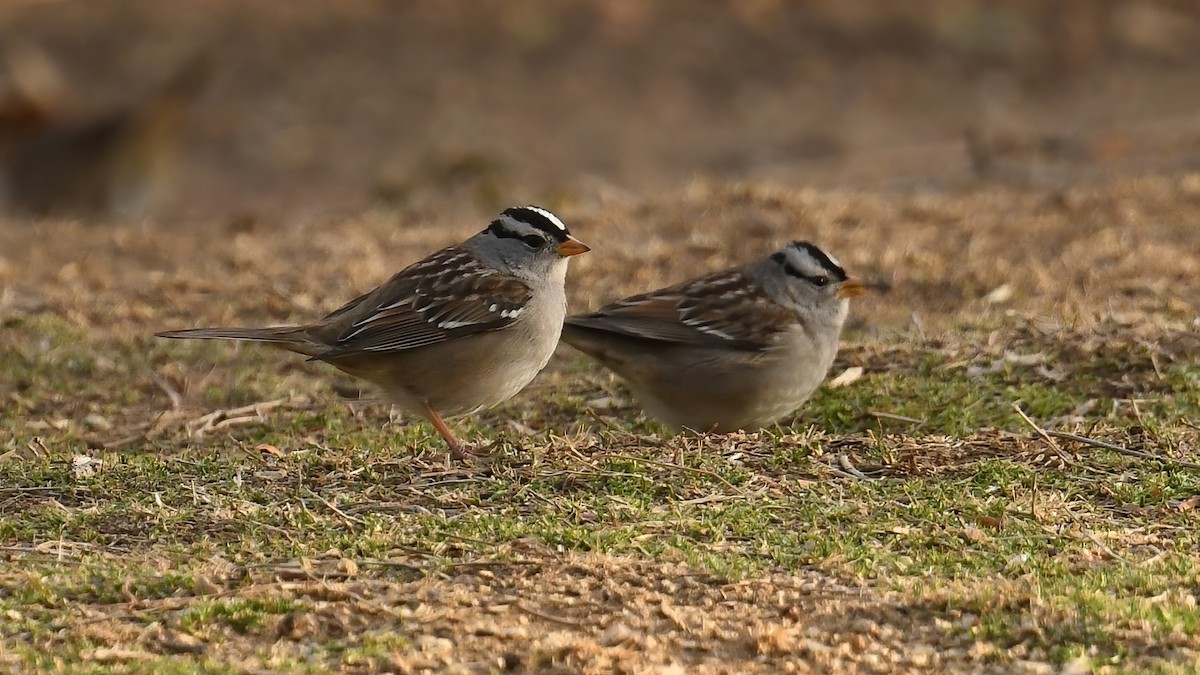 White-crowned Sparrow - ML630779915