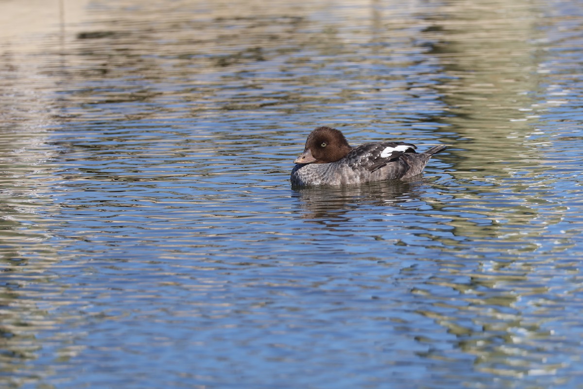 hohol islandský - ML630780013