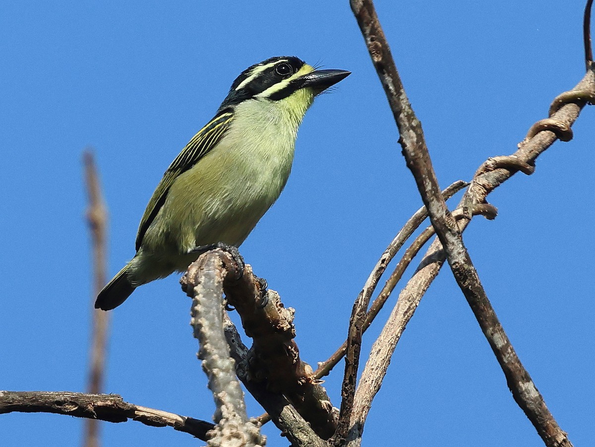 Yellow-throated Tinkerbird - ML630780019