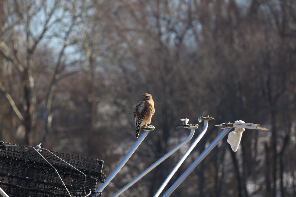 káně páskovaná - ML630780020