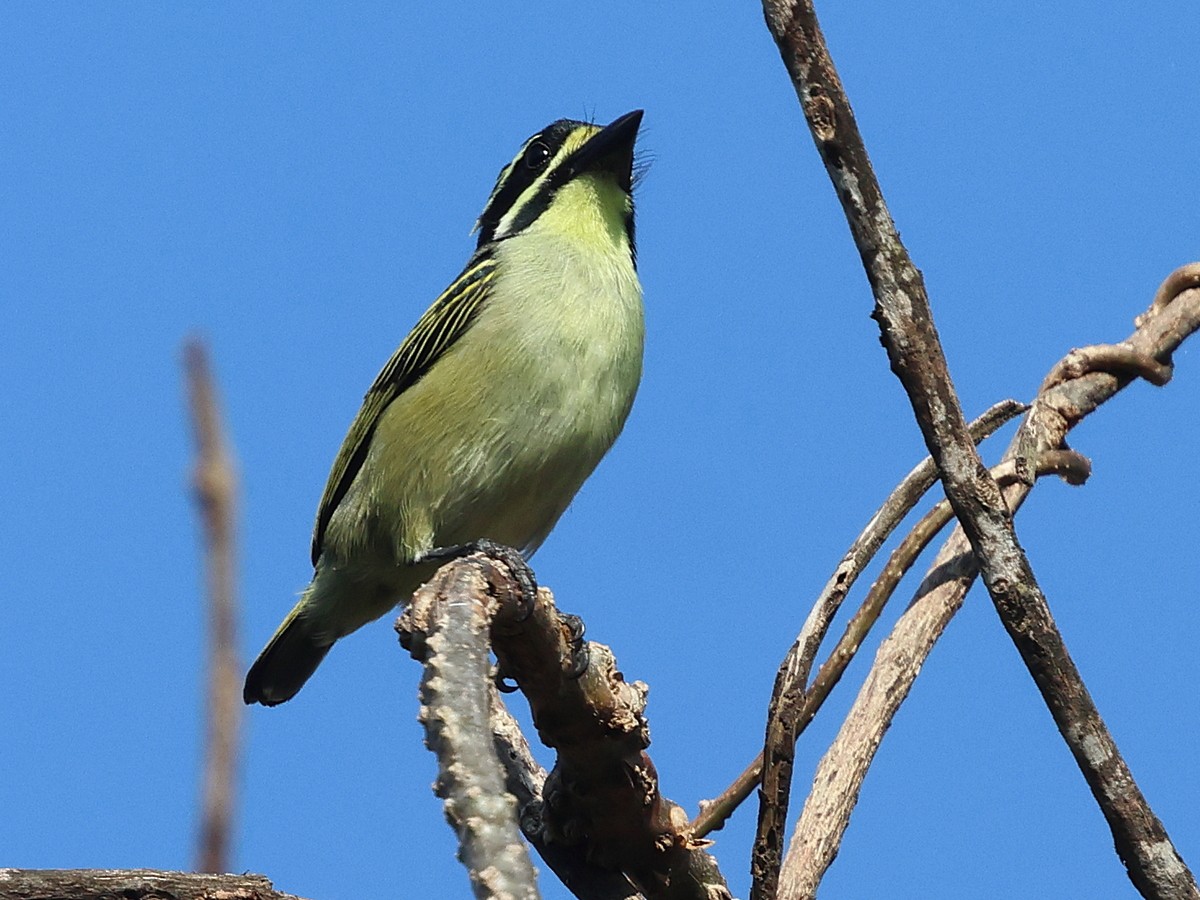 Yellow-throated Tinkerbird - ML630780024