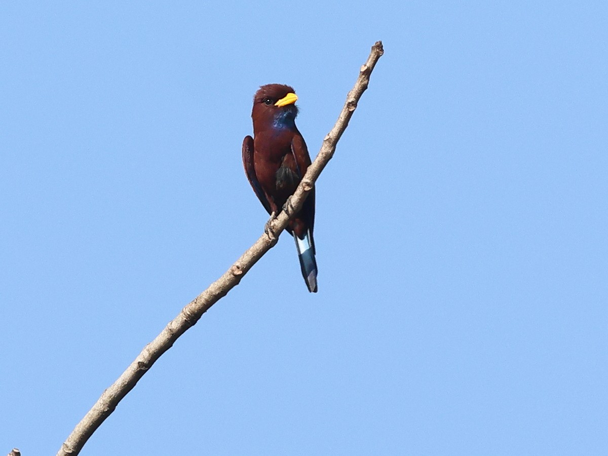 Blue-throated Roller - ML630780059
