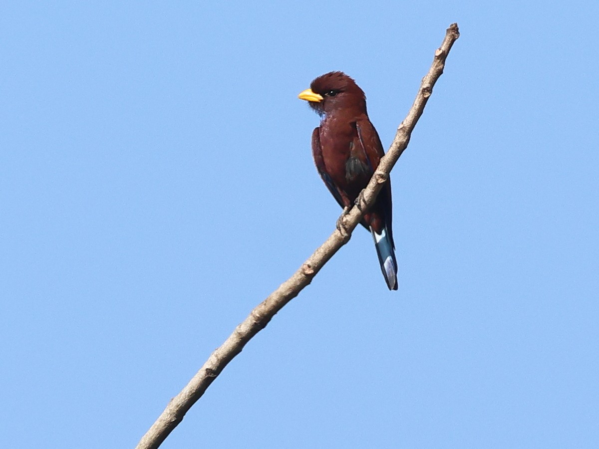 Blue-throated Roller - ML630780060