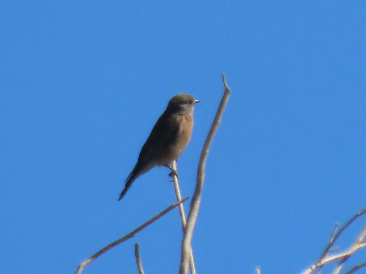 Western Bluebird - ML630780092