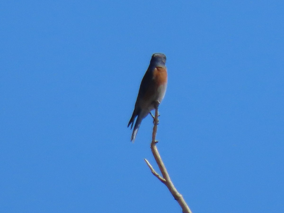 Western Bluebird - ML630780122