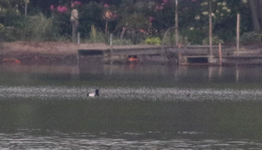 Lesser Scaup - ML63078021