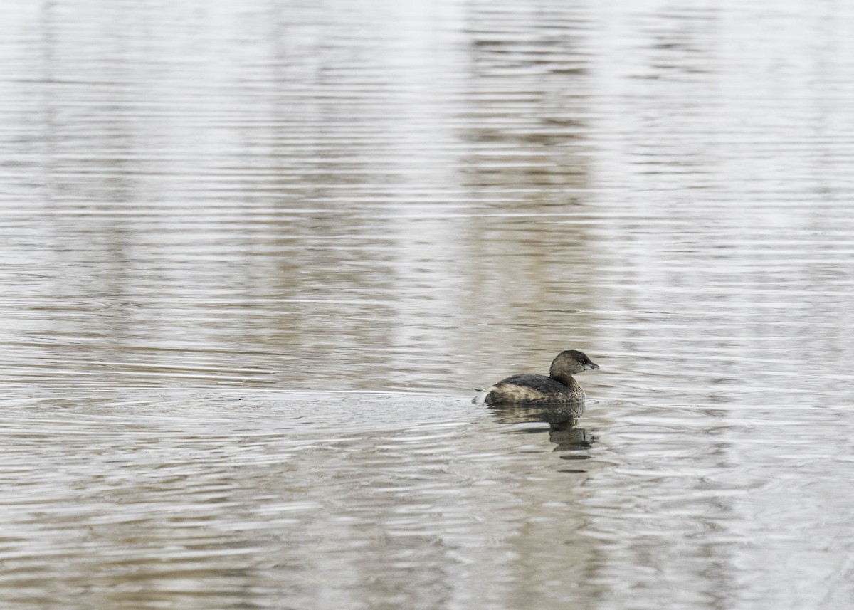 Pied-billed Grebe - ML630780325