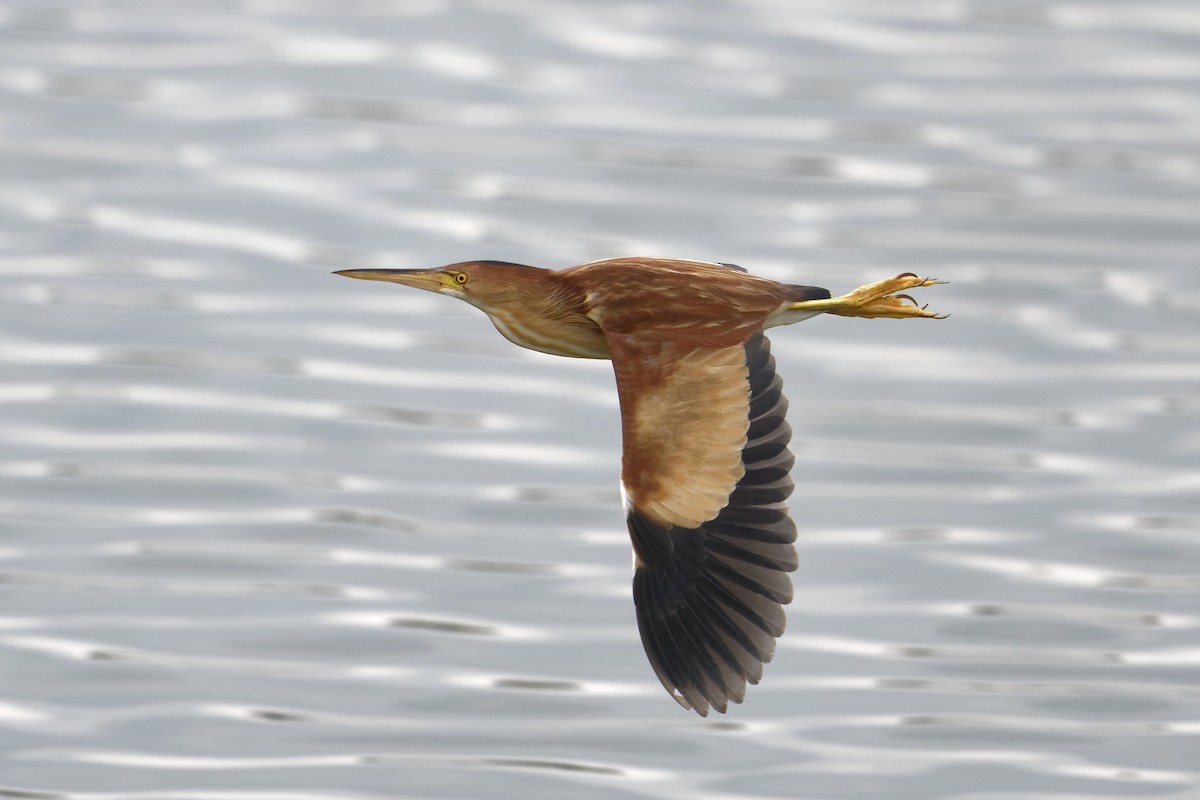 Yellow Bittern - ML630780337