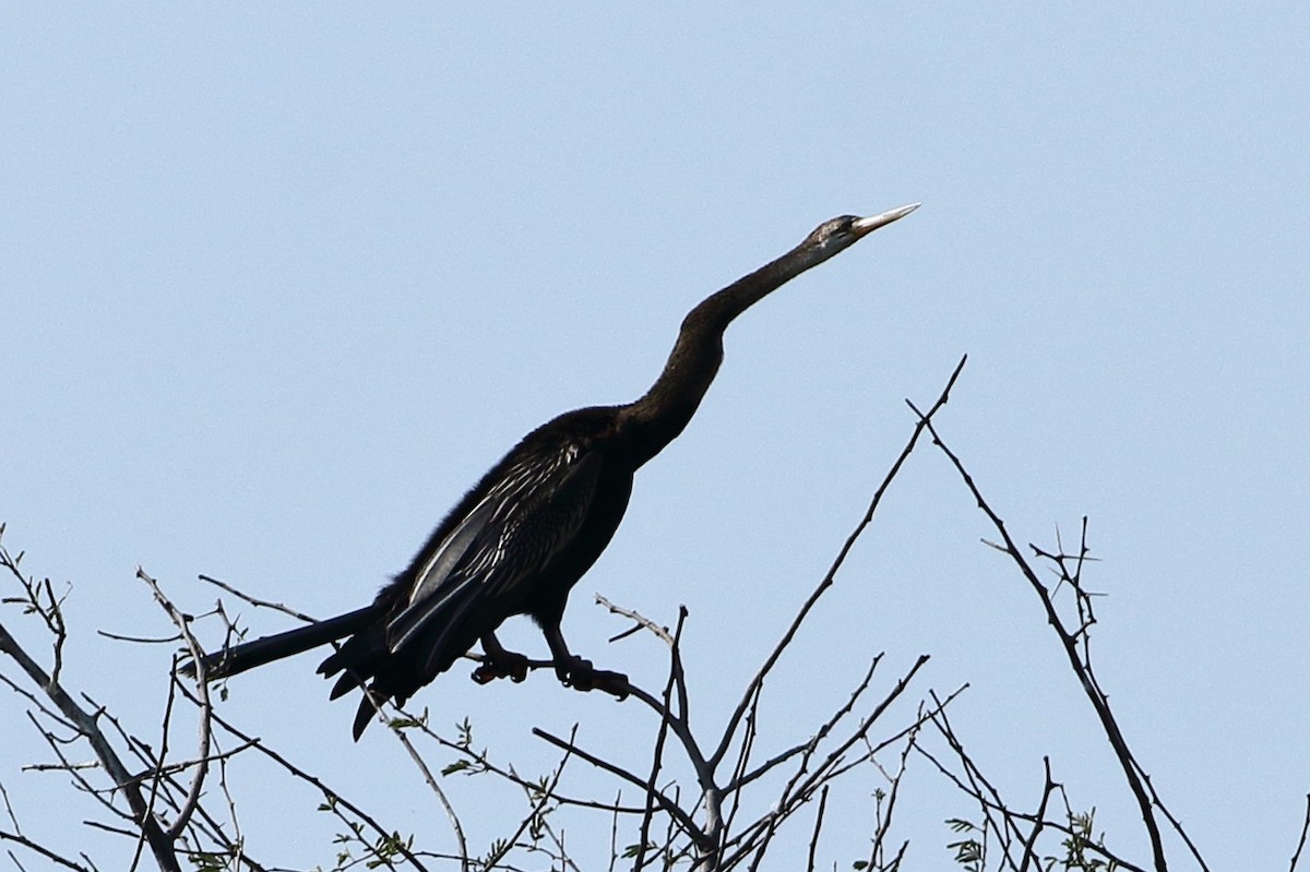 Oriental Darter - ML630780398