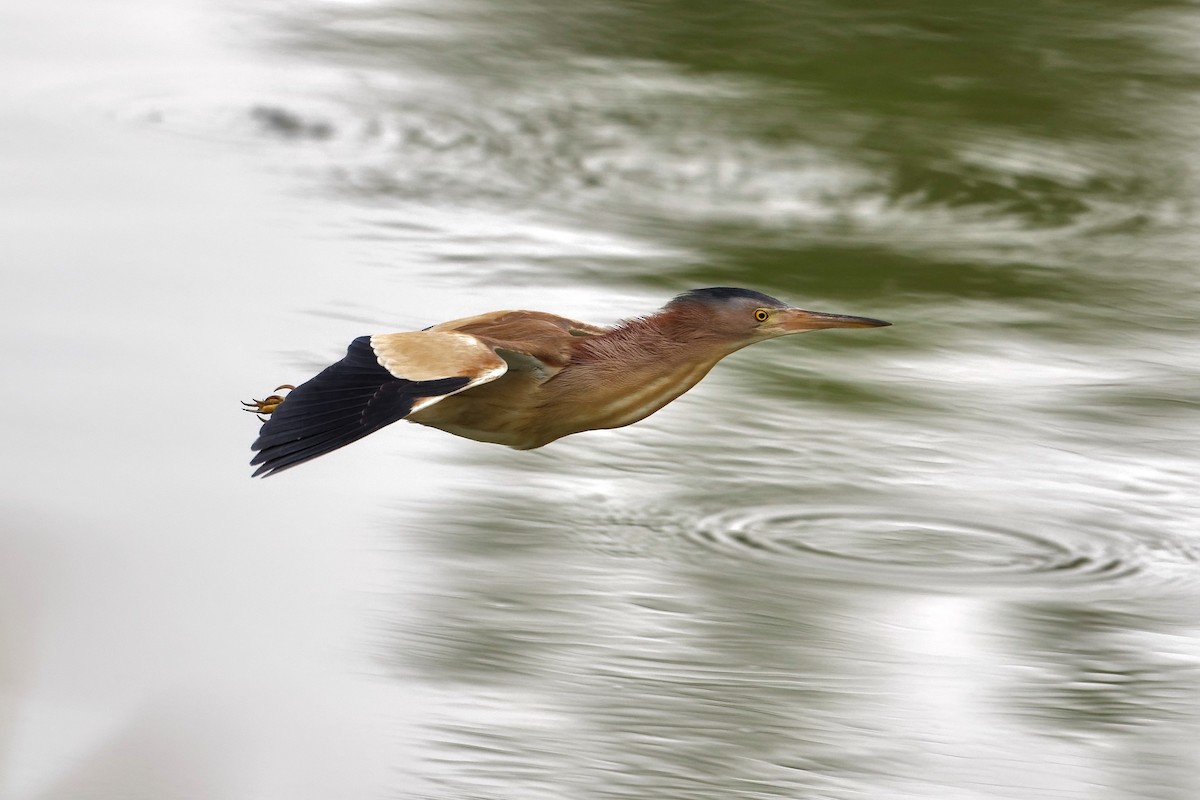 Yellow Bittern - ML630780649