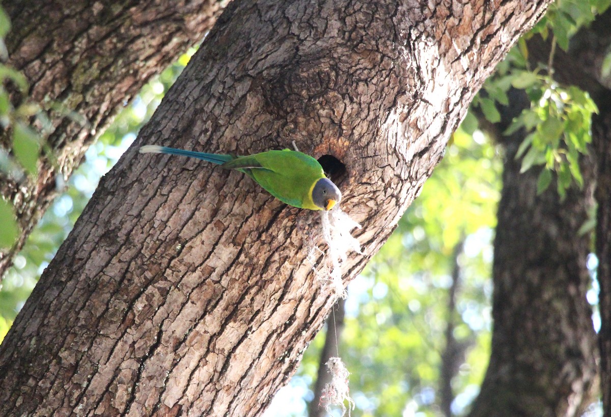 Plum-headed Parakeet - ML630780720