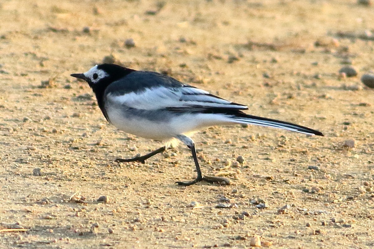 White Wagtail - ML630780788
