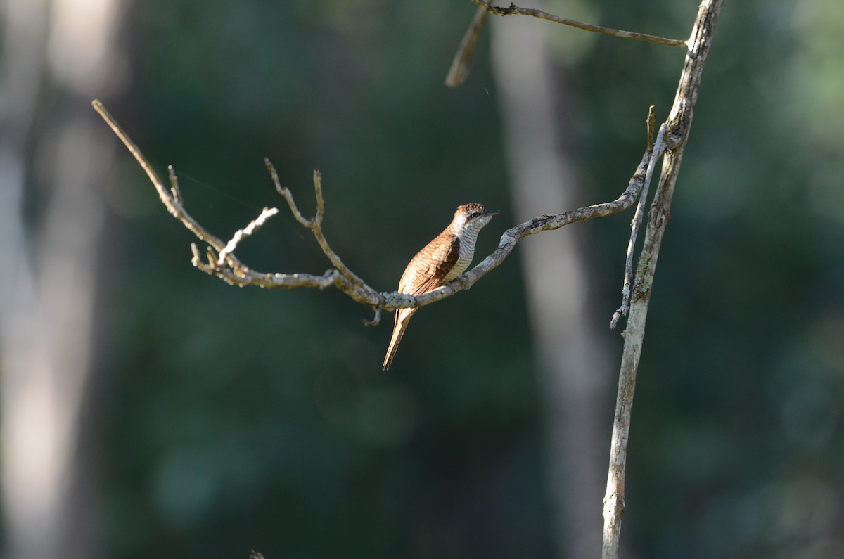 Banded Bay Cuckoo - ML630780897