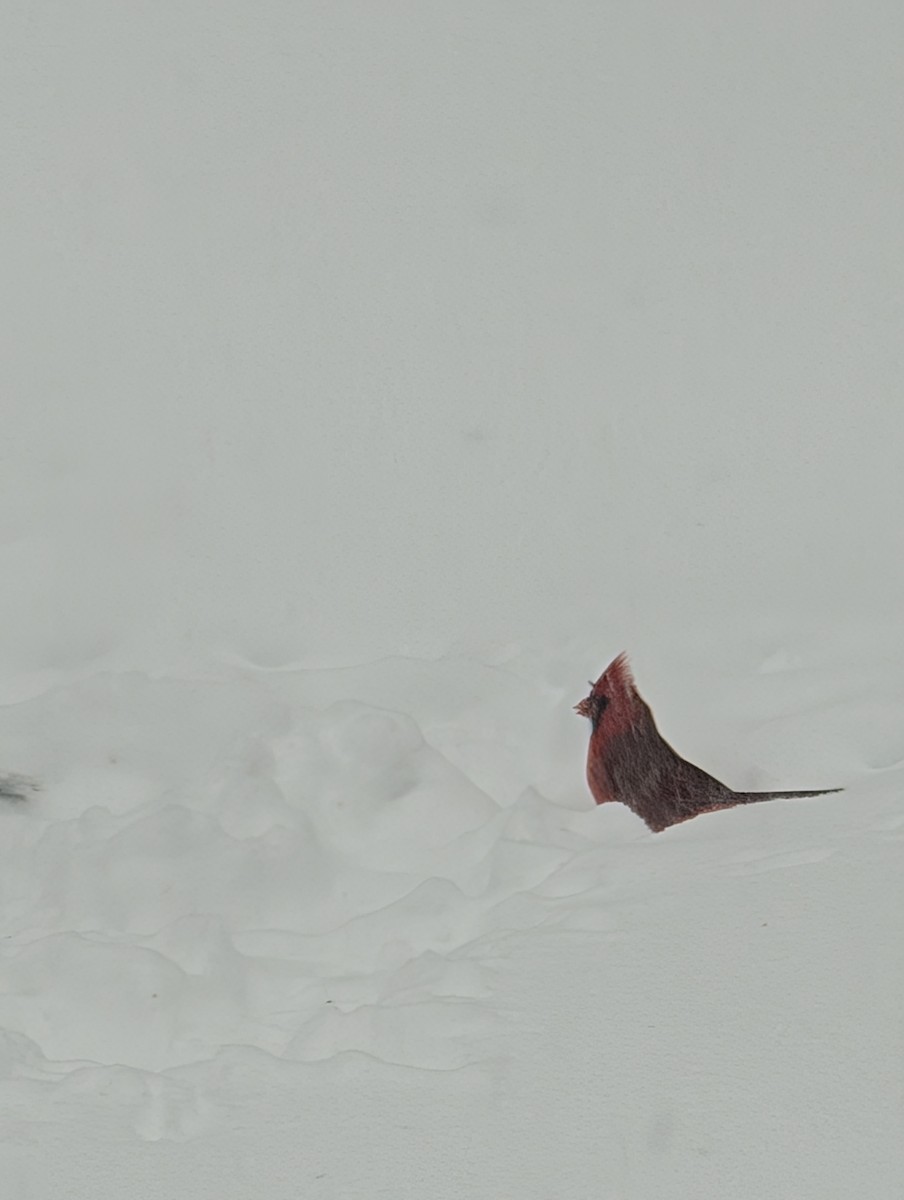 Northern Cardinal - ML630780902