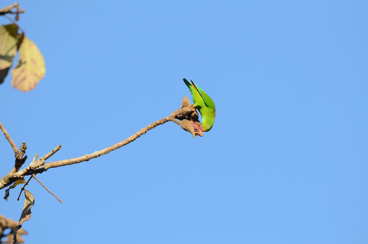 Vernal Hanging-Parrot - ML630780916