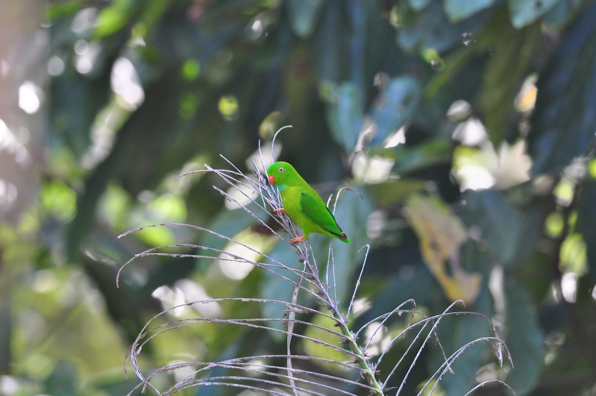 Vernal Hanging-Parrot - ML630780938