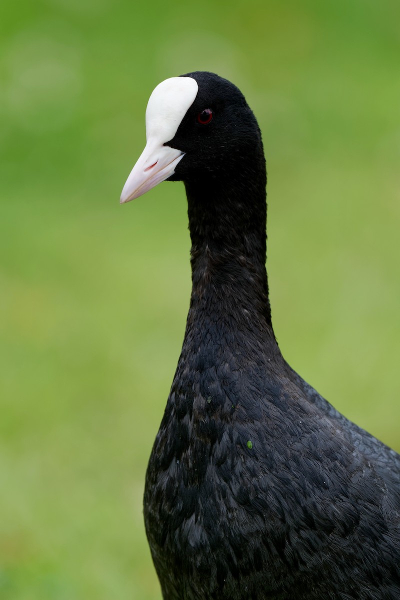 Халзан түнжүүр - ML630780962