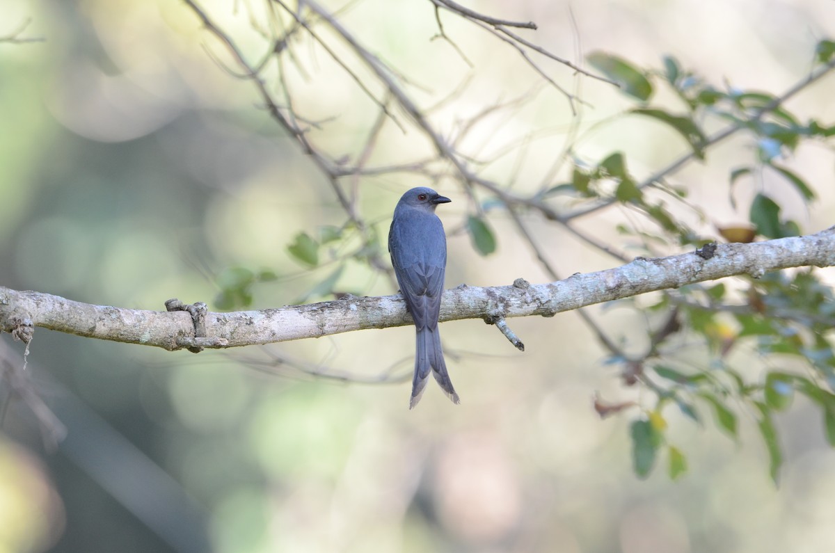 Ashy Drongo (Sooty) - ML630780964