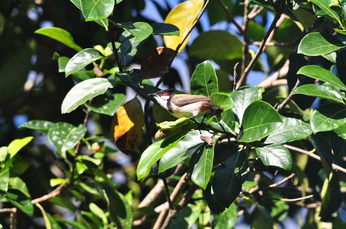 Red-whiskered Bulbul - ML630780980