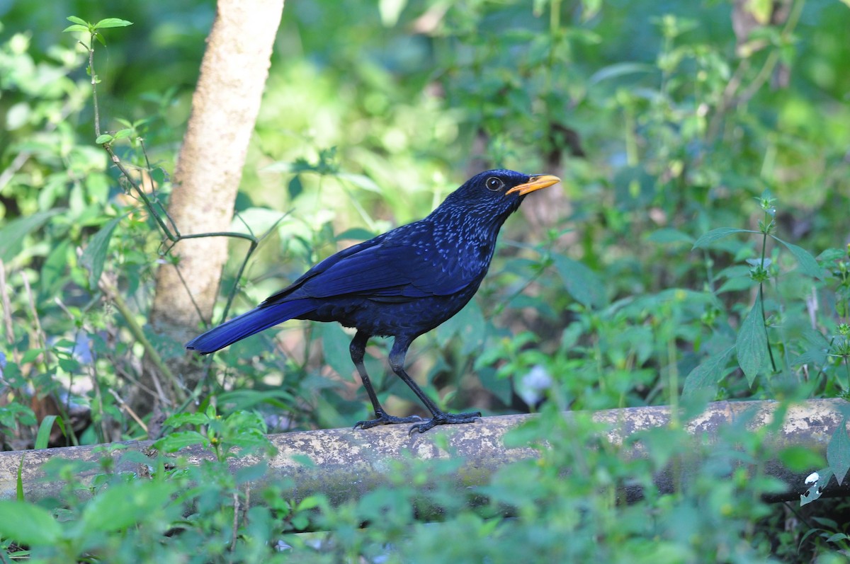 Blue Whistling-Thrush (Yellow-billed) - ML630780988
