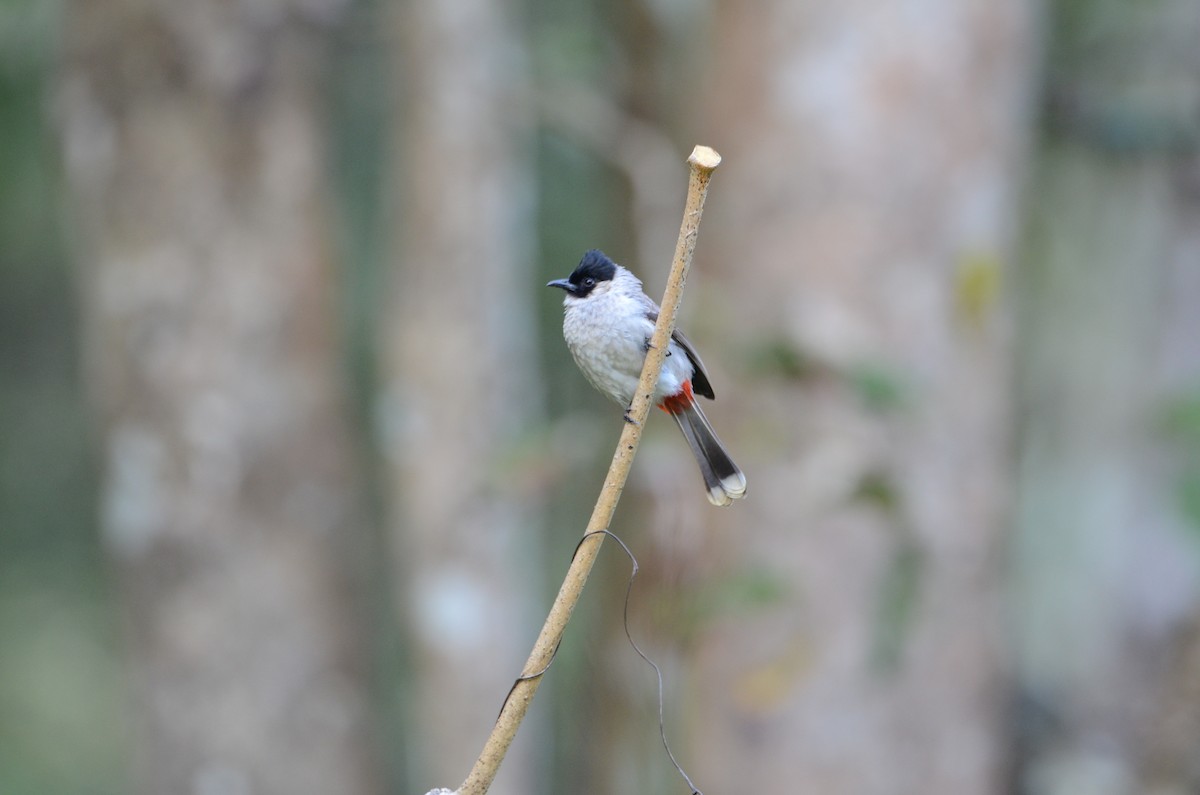 Sooty-headed Bulbul - ML630781054