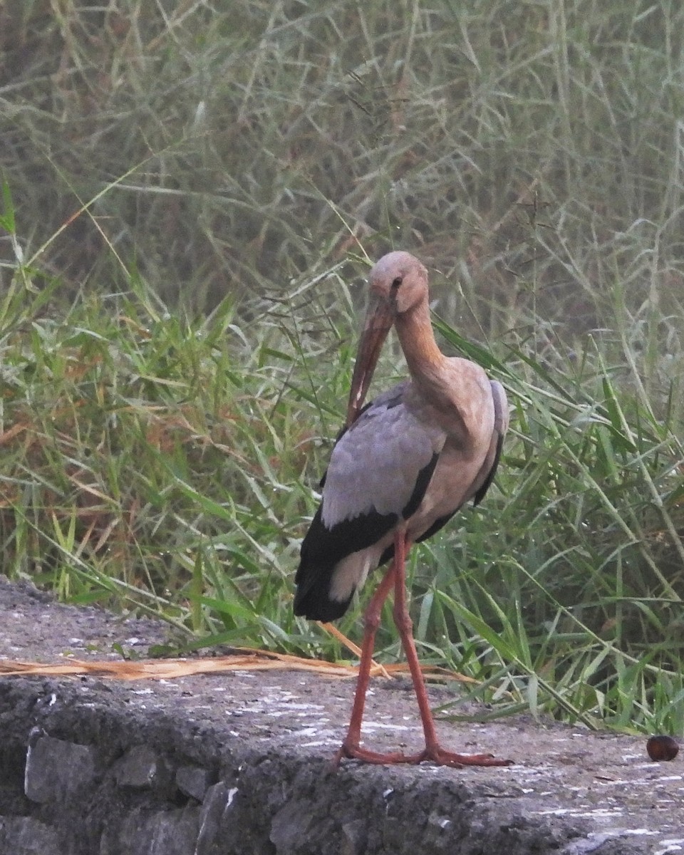 Asian Openbill - ML630781236