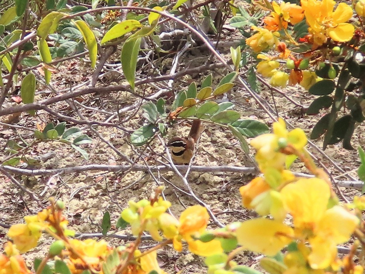 Collared Crescentchest - ML630781295