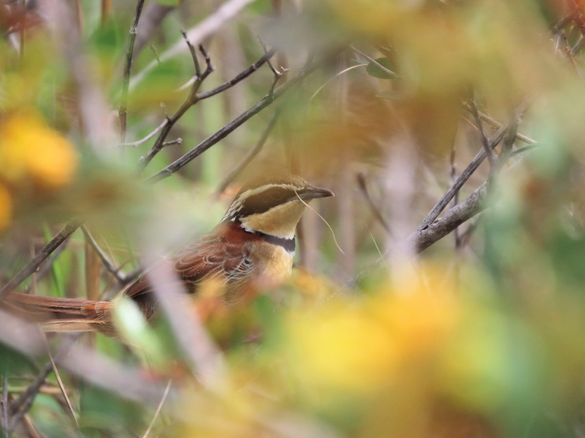 Collared Crescentchest - ML630781296