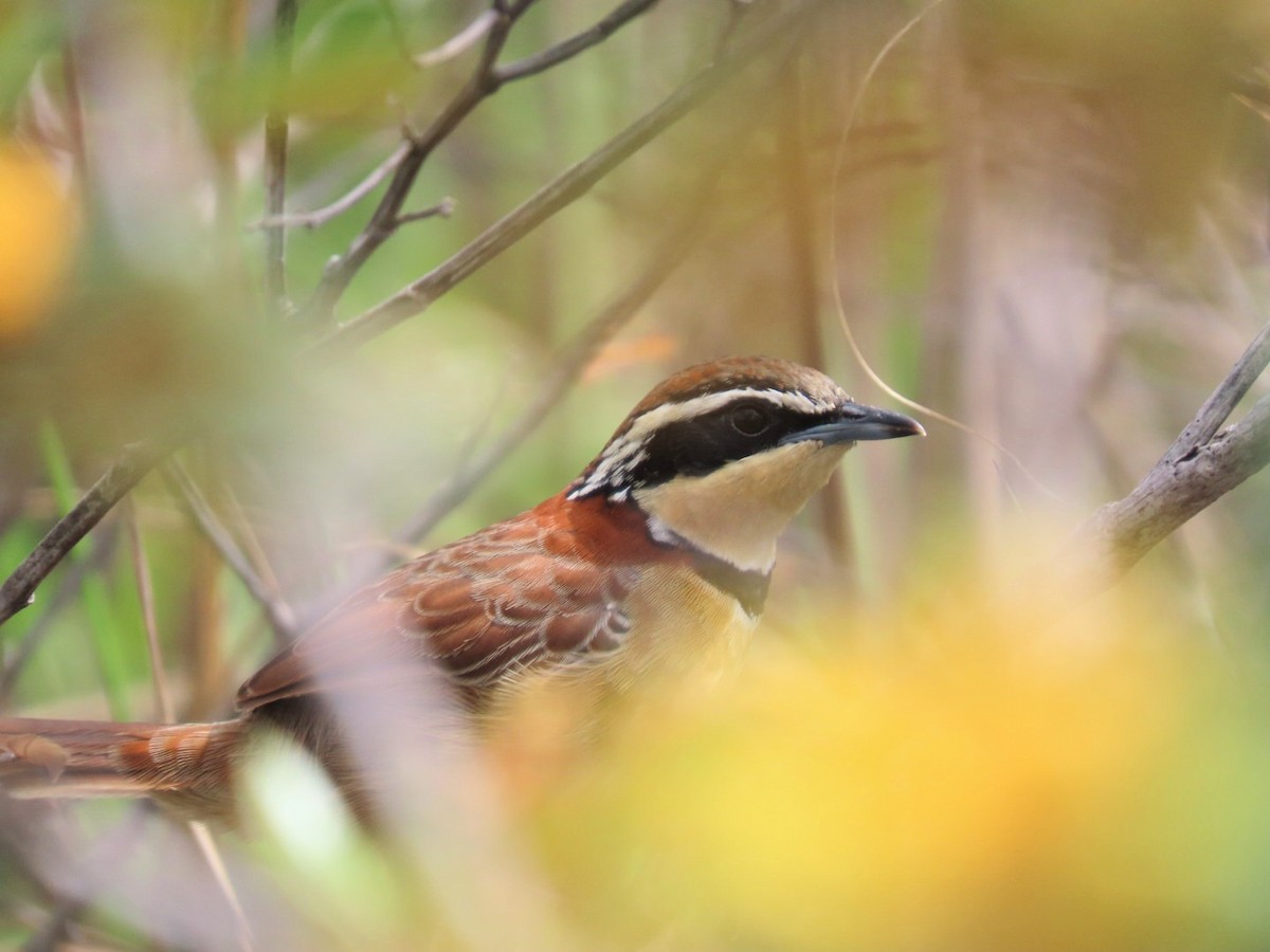 Collared Crescentchest - ML630781297