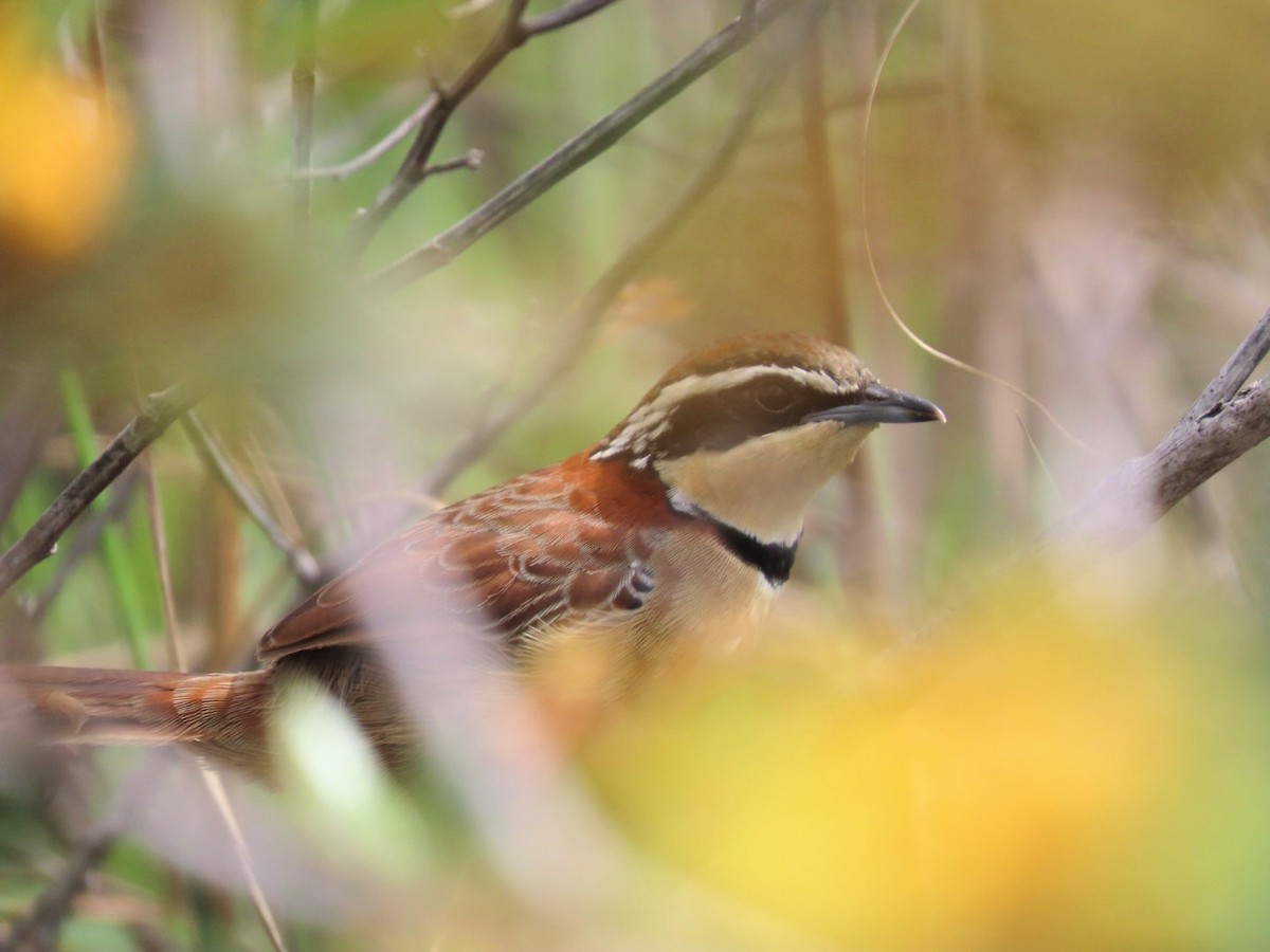 Collared Crescentchest - ML630781298
