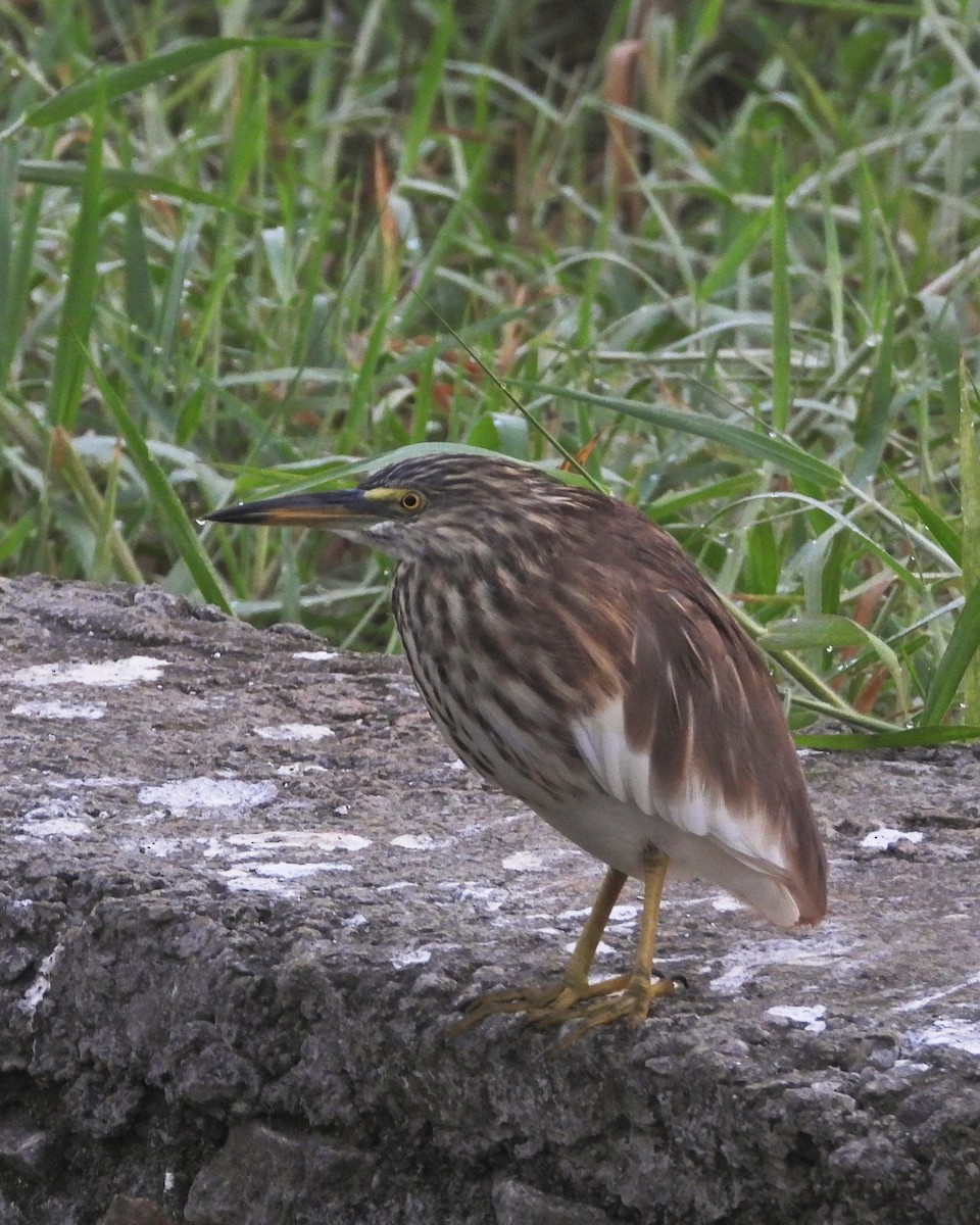Indian Pond-Heron - ML630781331