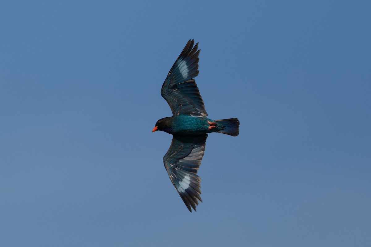 Дорнын эрдэнийн шувуу - ML630781421