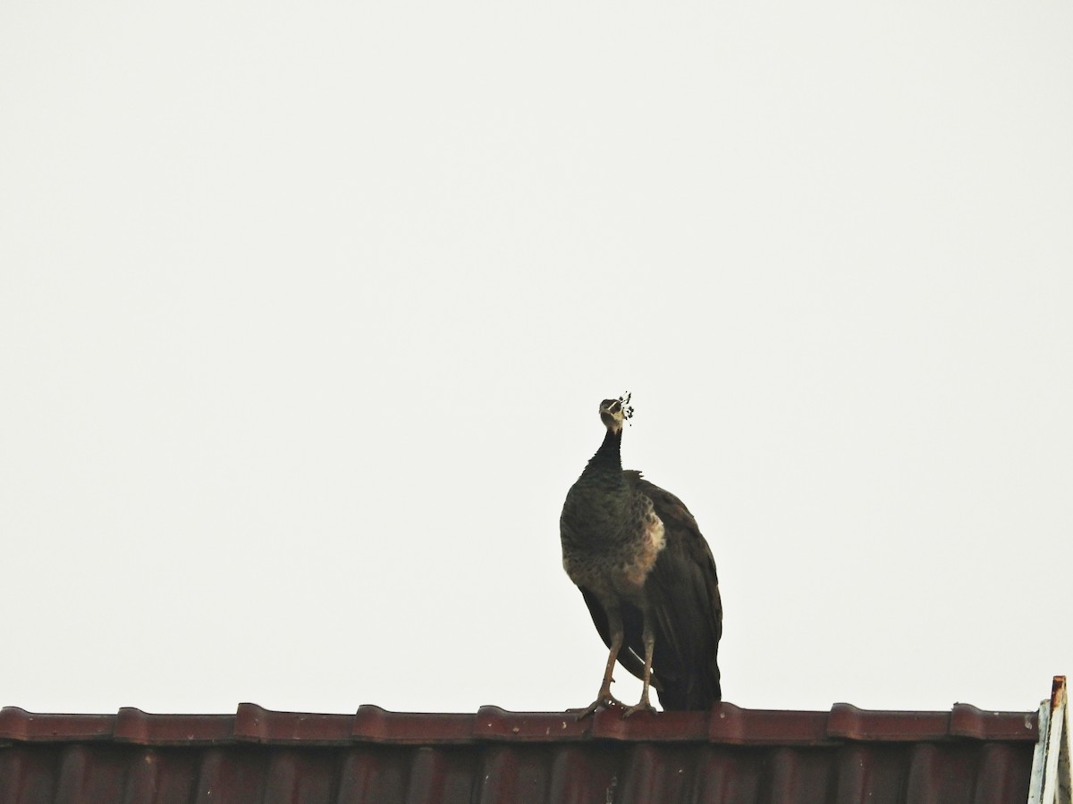 Indian Peafowl - ML630781434
