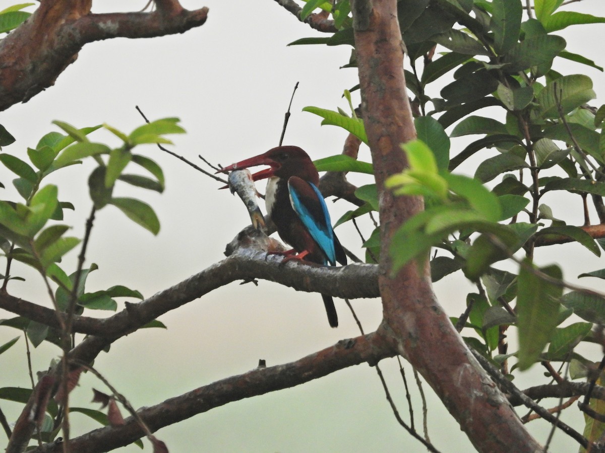 White-throated Kingfisher - ML630781491