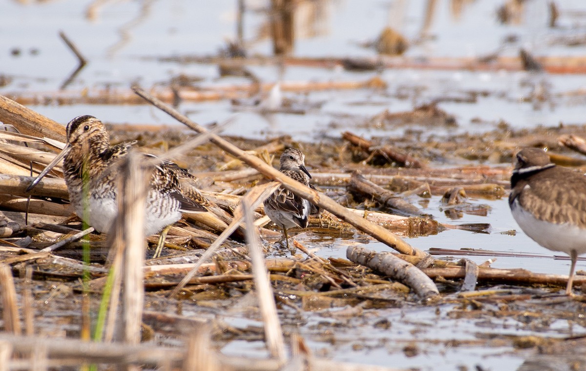 Least Sandpiper - ML630781537