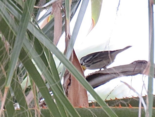 Yellow-throated Warbler - ML630781538