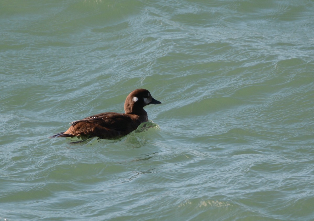 Harlequin Duck - ML630781636