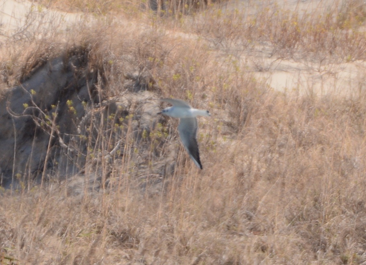 Black-headed Gull - ML630781638