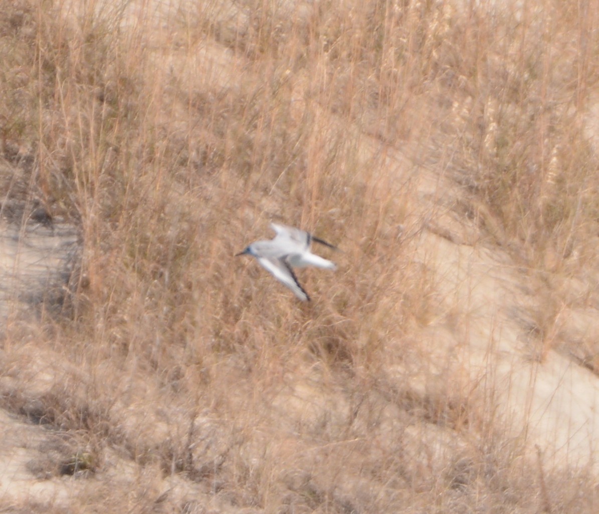 Black-headed Gull - ML630781639