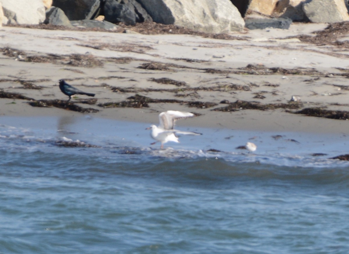 Black-headed Gull - ML630781640